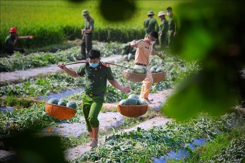 Đoàn viên thanh niên công an hỗ trợ bà con thu hoạch nông sản ở Yên Dũng