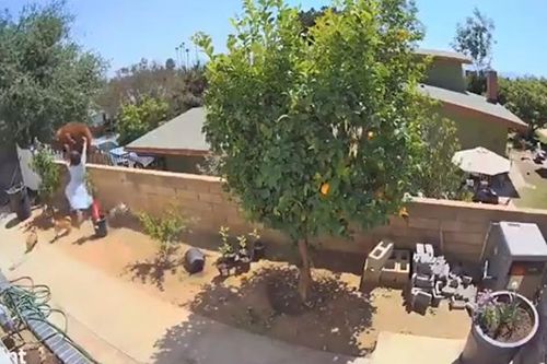 Video cô gái trẻ liều mình đuổi gấu khổng lồ để bảo vệ chó cưng