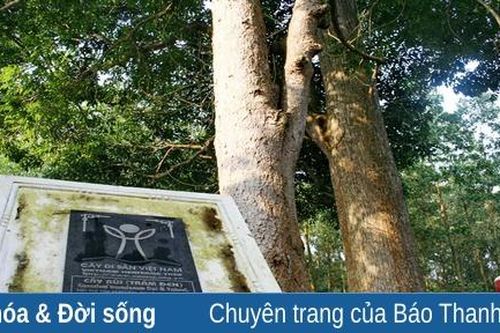 Cây di sản Việt Nam trên địa bàn tỉnh Thanh Hóa