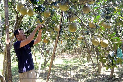 Huyện Điện Biên thu hút đầu tư phát triển nông nghiệp