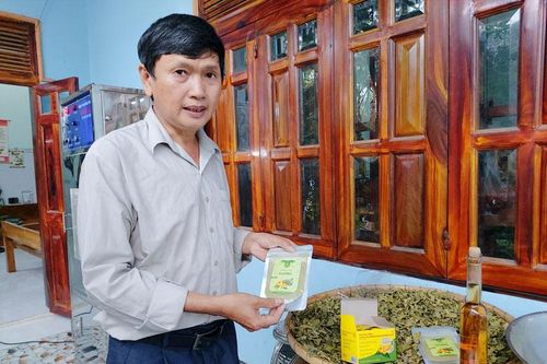 Sản xuất bột matcha và trà túi lọc từ lá Trà hoa vàng