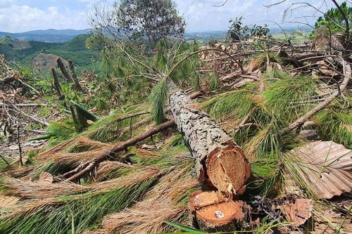 Điều tra vụ cưa hạ thông tại xã Đạ Đờn