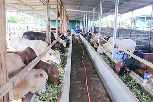 Nuôi bò vỗ béo đem lại hiệu quả kinh tế ở Tân Long