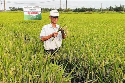 Nhiều giống lúa mới có triển vọng