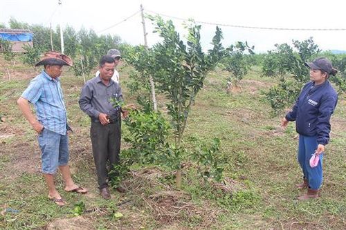 Chủ tịch hội nông dân tận tâm với công việc