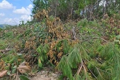 Điều tra vụ cưa hạ rừng thông ở Lâm Đồng