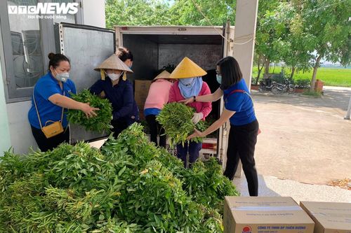 Nông dân Bắc Ninh hái 3.000 mớ rau tặng khu vực bị cách ly