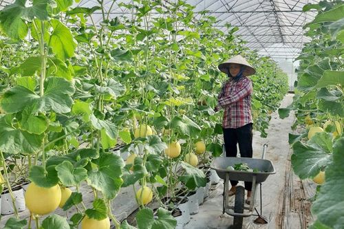 Nông sản - Quản lý chặt từ gốc