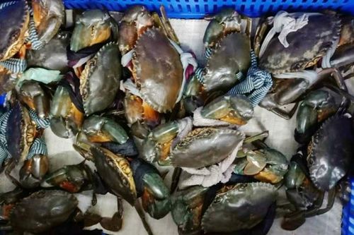 Giá cua gạch lại giảm mạnh