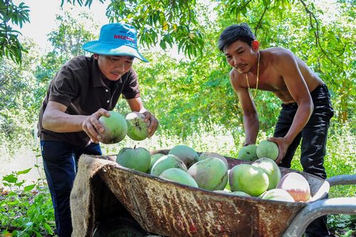 Giá xoài Úc tăng gần 10 lần sau 10 ngày