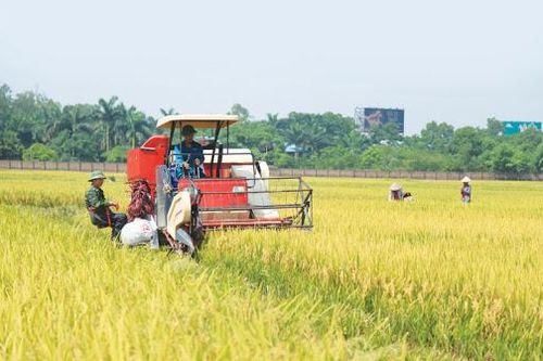 Lúa Xuân được mùa, đầu ra thuận lợi