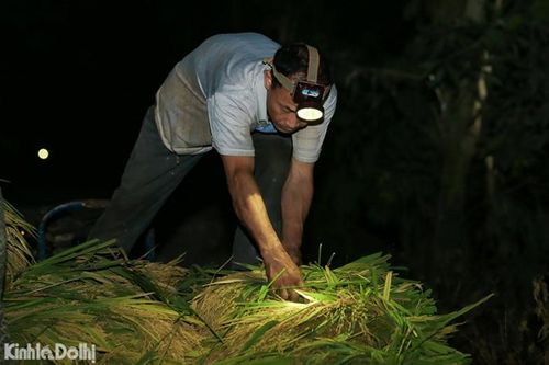 Nông dân chật vật xoay xở dưới nắng nóng