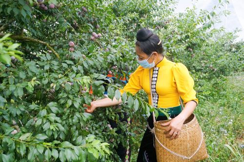 Ra mắt thương hiệu 'Mận hậu ruby Sơn La'