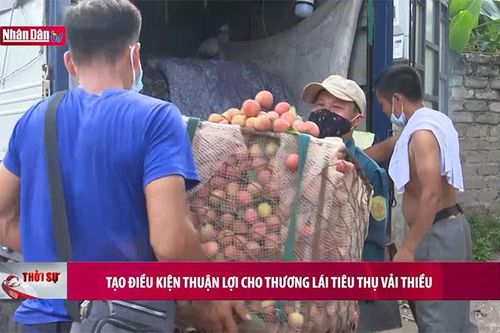 Tạo điều kiện thuận lợi cho thương lái tiêu thụ vải thiều