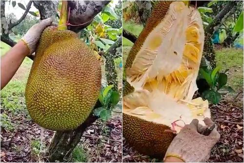 Chàng thanh niên bổ mít ngay trên cây, netizen dự đoán cực 'phũ'