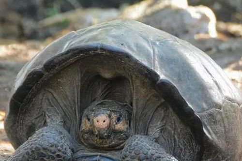 Rùa khổng lồ 'tuyệt chủng' được phát hiện trên đảo Galapagos