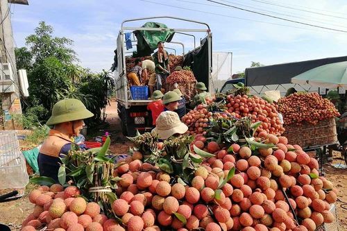 Bắc Giang xin Thủ tướng tạo 'làn xanh' khi tiêu thụ vải thiều
