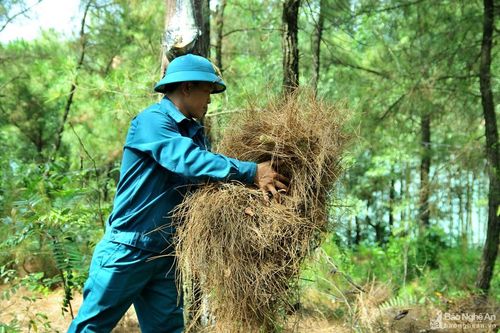 Nhiều cánh rừng thực bì dày cộm, nguy cơ cháy tăng cao