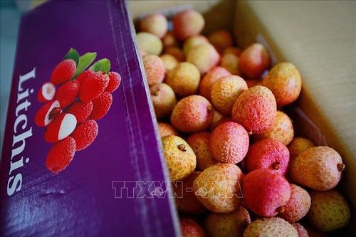 Vải thiều Việt Nam tiếp tục chinh phục thị trường Singapore