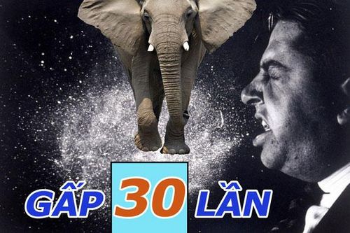 Cực kỳ bất ngờ: Voi có thể hút thức ăn với tốc độ 540 km/h - nhanh gấp 30 lần cú hắt hơi của con người