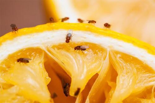 Ruồi giấm bay vo ve trong bếp thực sự là nỗi kinh hoàng, hãy tiêu diệt chúng bằng nước rửa bát