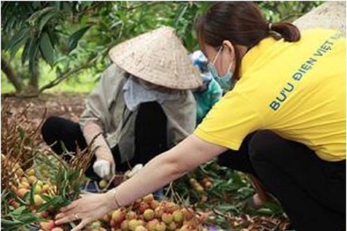 Bưu điện Việt Nam triển khai chương trình hỗ trợ tiêu thụ 3.000 tấn vải thiều Bắc Giang