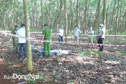 Phát hiện thi thể nam giới chết trong lô Cao su