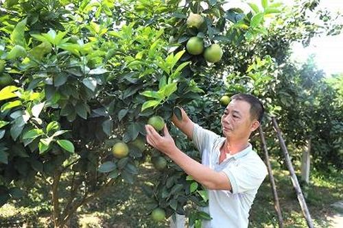 Hiện thực hóa Nghị quyết Đại hội Đảng bộ huyện ở Hạ Hòa
