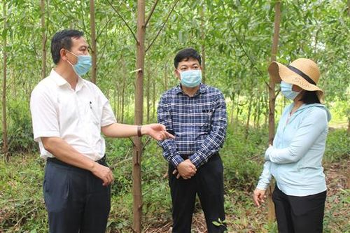 Lãnh đạo tỉnh kiểm tra mô hình trồng rừng thâm canh gỗ lớn keo lai mô