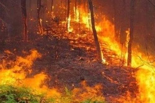 Khẩn cấp triển khai biện pháp phòng ngừa và chữa cháy rừng