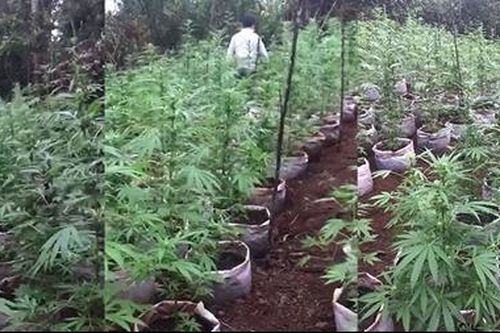 Bắt quả tang vụ tàng trữ heroin và trồng hàng trăm cây cần sa