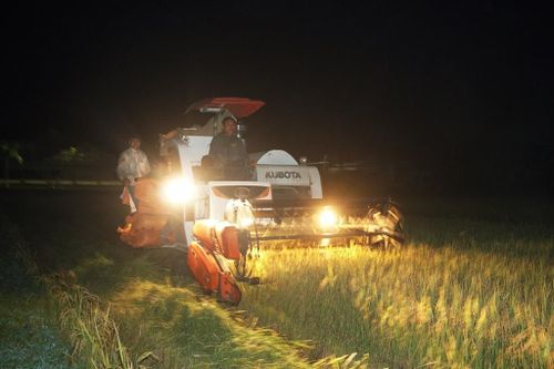 Nắng nóng khủng khiếp, nông dân ở Hà Nội ra đồng gặt lúa vào ban đêm