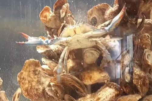 Cua 'ái nam ái nữ' siêu quý hiếm