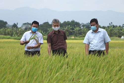 Vụ lúa xuân 2021: Hà Nội bội thu