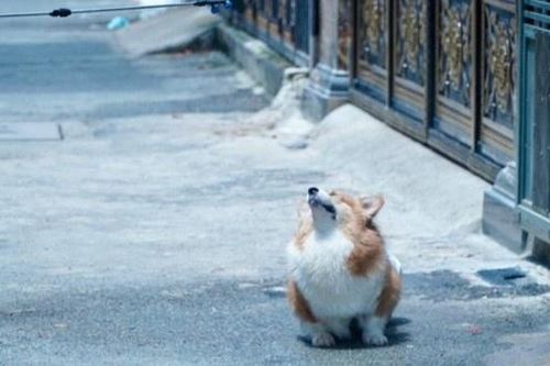 Chú chó được phun khử khuẩn ở TP.HCM bất ngờ nổi trên mạng