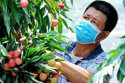 Vải Thanh Hà tiêu chuẩn quốc tế 'cháy hàng'