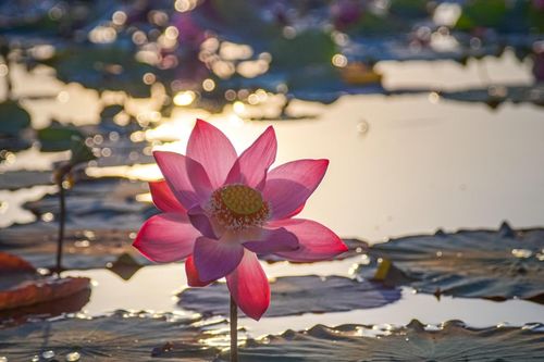 Vẻ đẹp hút mắt ở đầm sen Trà Lý xứ Quảng