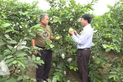 Phát triển kinh tế nhờ nguồn vốn ưu đãi