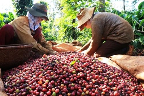 Gỡ khó cho xuất khẩu cà-phê