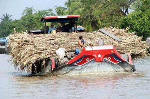 Tìm lời giải để phát triển ngành mía đường