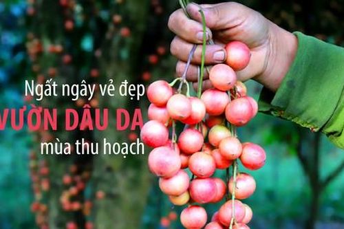 Ngất ngây vẻ đẹp vườn dâu da mùa thu hoạch