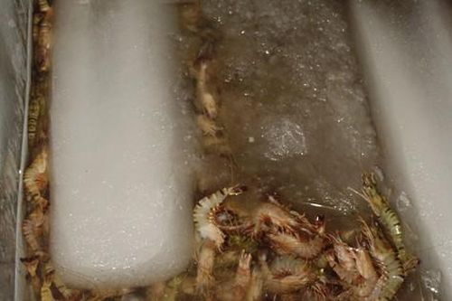 Cà Mau: Bị phạt nặng vì thu gom hơn nửa tấn tôm sú chứa tạp chất Agar để bán