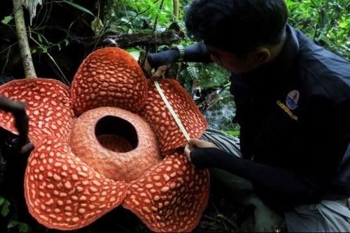 'Hoa quái vật' đơm bông giữa rừng Indonesia