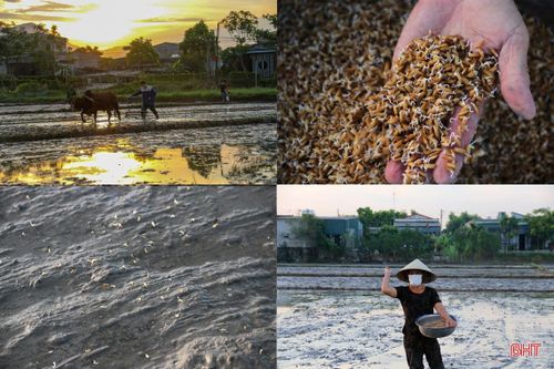 Cận cảnh 'trốn nóng' sản xuất hè thu của nông dân thị xã phía Nam Hà Tĩnh