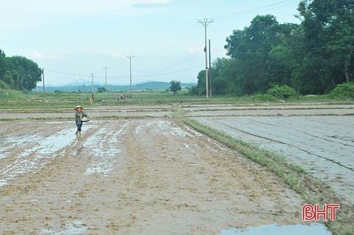 Hương Khê gieo cấy lúa ngắn ngày, đảm bảo vụ hè thu 'ăn chắc'