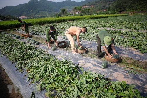 NHNN yêu cầu tháo gỡ khó khăn cho khách hàng bị ảnh hưởng bởi dịch