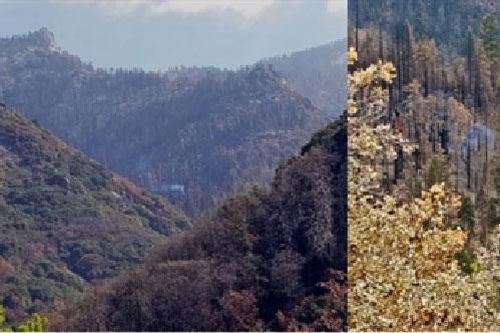 Vào rừng gần một năm sau đám cháy, thấy điều chấn động
