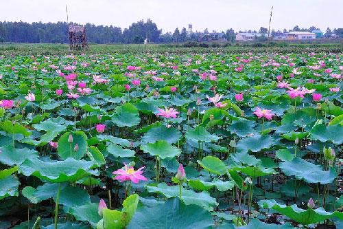 'Ghé thăm' địa danh du lịch nổi tiếng bậc nhất đồng bằng sông Cửu Long