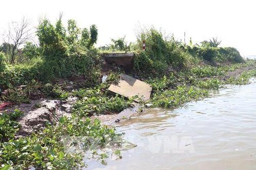 Bến Tre: Kè chống sạt lở cồn Phú Đa chưa nghiệm thu đã 'sạt lở'