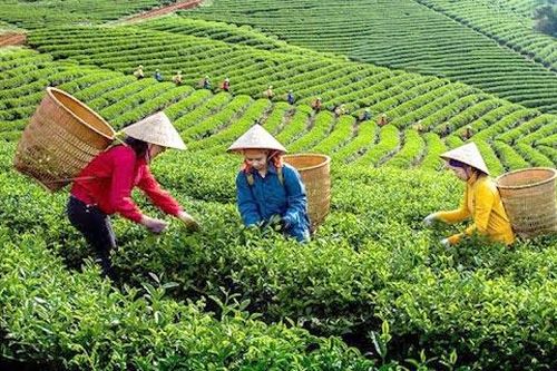 Phân lân Văn Điển: Cho những mùa cây trái trĩu bông